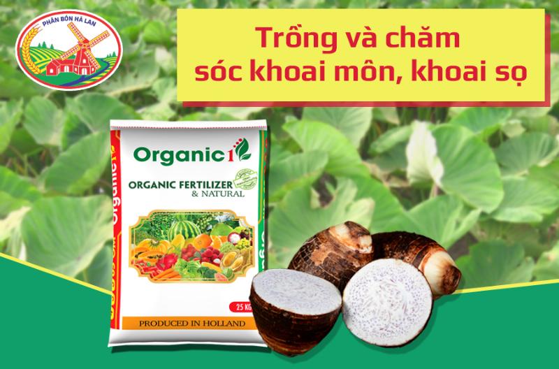 Dieu kien ly tuong ve dat va nuoc cho cay khoai mon